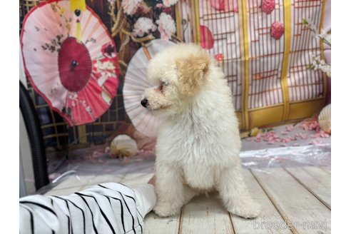 成約済の広島県のトイプードル-348136の12枚目