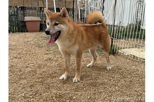 成約済の岡山県の柴犬-358519の10枚目