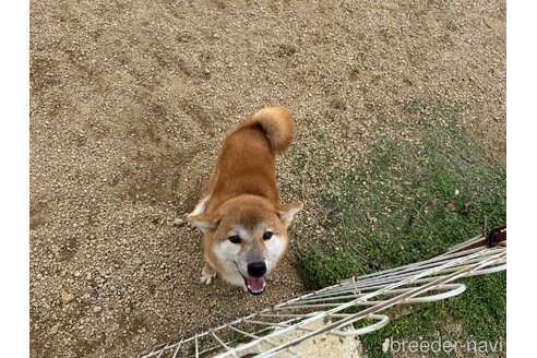 成約済の岡山県の柴犬-358519の9枚目