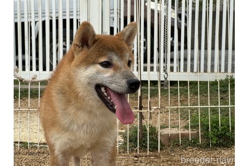 成約済の岡山県の柴犬-358519の8枚目
