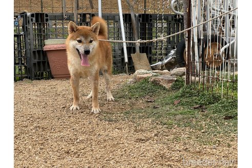 成約済の岡山県の柴犬-358519の6枚目