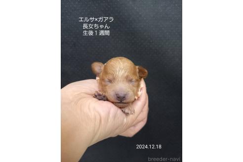 成約済の大阪府のタイニープードル-357166の20枚目