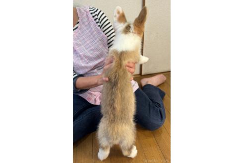 成約済の栃木県のウェルシュコーギーペンブローク-358602の2枚目