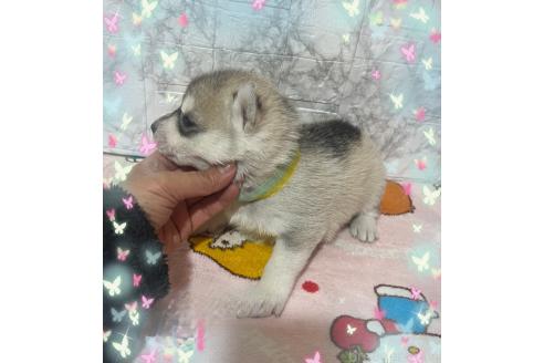 成約済の千葉県のシベリアンハスキー-358604の2枚目