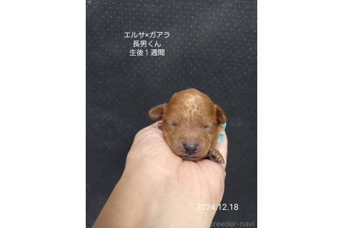 成約済の大阪府のタイニープードル-357167の8枚目