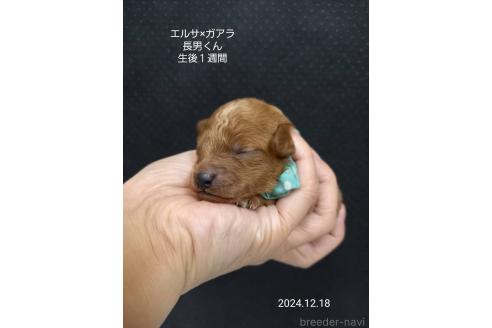 成約済の大阪府のタイニープードル-357167の7枚目