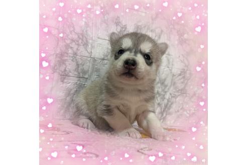 成約済の千葉県のシベリアンハスキー-358615の2枚目