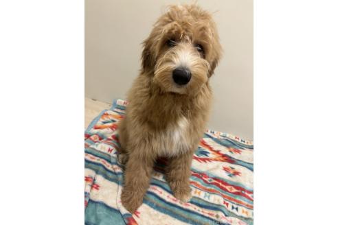 成約済の茨城県のミックス犬-333403の1枚目