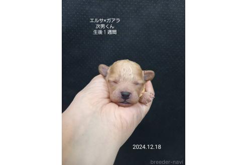 成約済の大阪府のタイニープードル-357168の14枚目