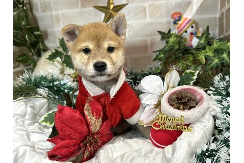成約済の愛知県の柴犬-348520の6枚目