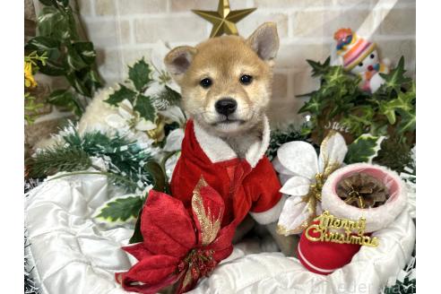 成約済の愛知県の柴犬-348520の5枚目