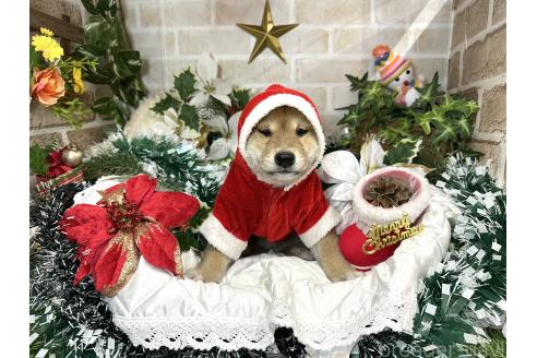 成約済の愛知県の柴犬-348520の4枚目