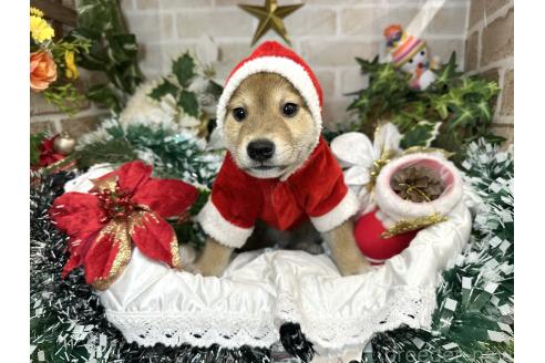 成約済の愛知県の柴犬-348520の3枚目