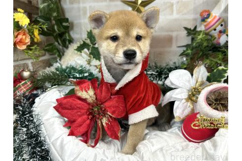 成約済の愛知県の柴犬-348520の1枚目