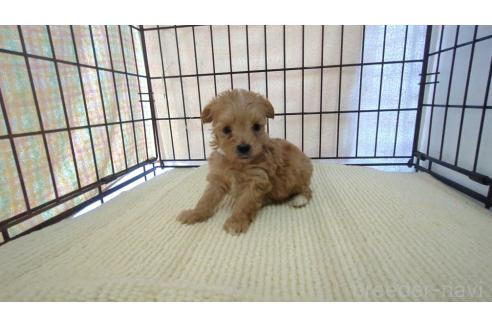 成約済の茨城県のマルプー:マルチーズ×トイプードル-358690の1枚目