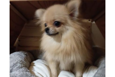 成約済の茨城県のポメラニアン-358694の3枚目