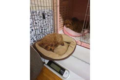 成約済の兵庫県のタイニープードル-357578の24枚目