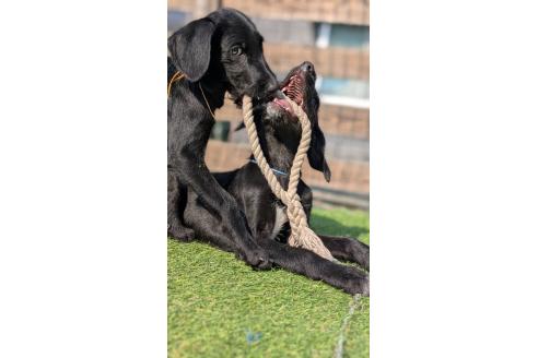 成約済の熊本県のミックス犬-353501の4枚目