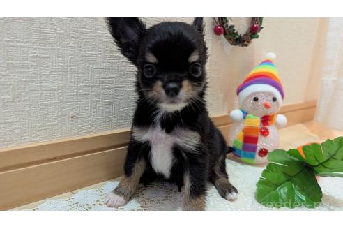 成約済の広島県のチワプー:チワワ×トイプードル-354093の3枚目