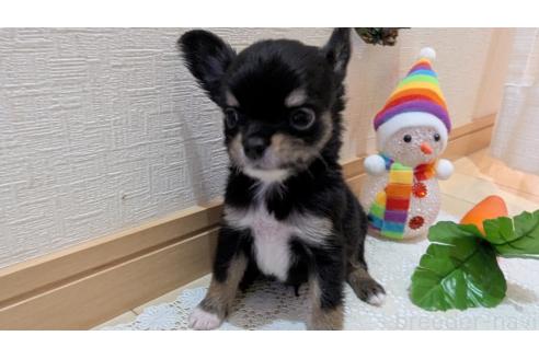 成約済の広島県のチワプー:チワワ×トイプードル-354093の2枚目