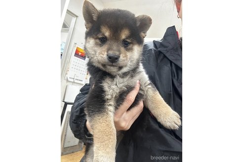 成約済の千葉県の柴犬-356979の8枚目