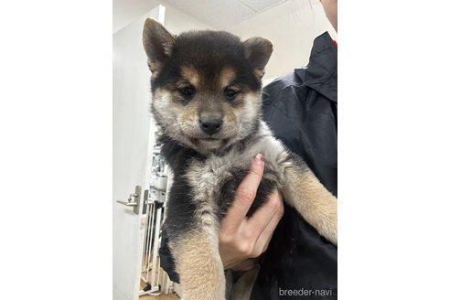成約済の千葉県の柴犬-356979の7枚目