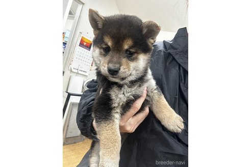 成約済の千葉県の柴犬-356979の9枚目