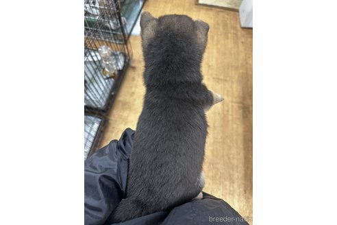 成約済の千葉県の柴犬-356979の10枚目
