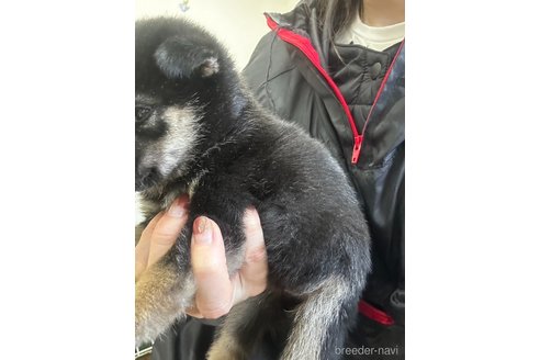 成約済の千葉県の豆柴-358649の3枚目