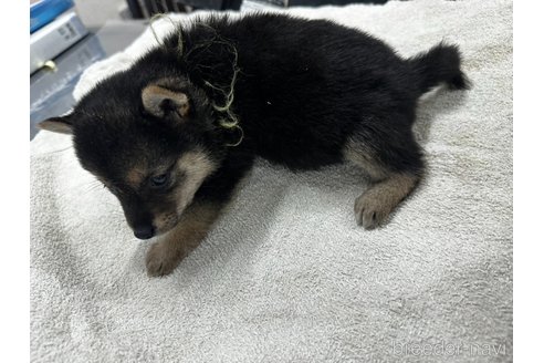 成約済の千葉県の豆柴-358652の14枚目
