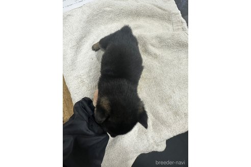 成約済の千葉県の豆柴-358653の12枚目