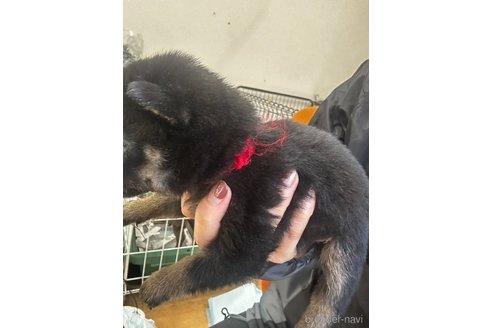 成約済の千葉県の豆柴-358654の3枚目
