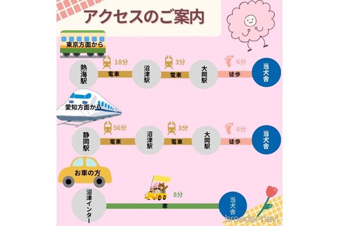 成約済の静岡県のトイプードル-358662の14枚目