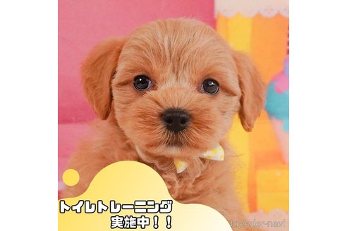 成約済の静岡県のマルプー:マルチーズ×トイプードル-358677の1枚目