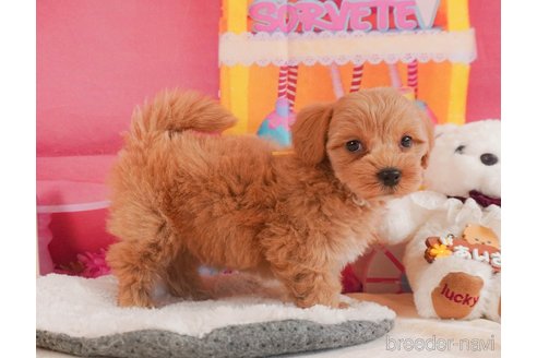 成約済の静岡県のマルプー:マルチーズ×トイプードル-358677の16枚目