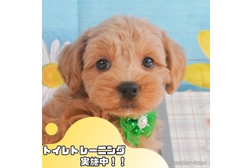 成約済の静岡県のマルプー:マルチーズ×トイプードル-358684の1枚目