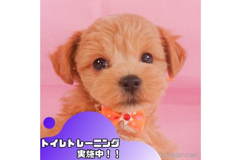 成約済の静岡県のマルプー:マルチーズ×トイプードル-358685の1枚目