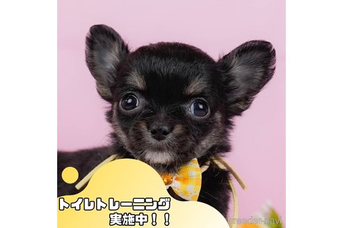 成約済ののチワワ(ロングコート)-358687