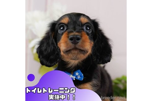 成約済ののミニチュアダックスフンド(ロングヘアード)-358697