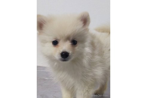 成約済の宮崎県のポメラニアン-358696の2枚目