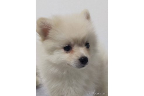 成約済の宮崎県のポメラニアン-358696の3枚目