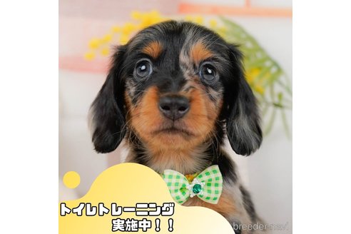 成約済の静岡県のミニチュアダックスフンド(ロングヘアード)-358698の1枚目