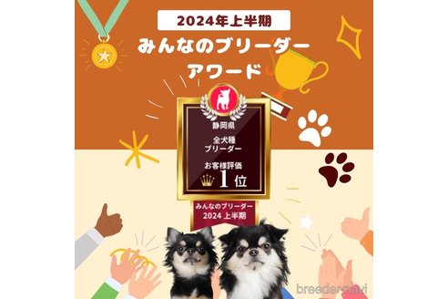 成約済の静岡県のトイプードル-358706の9枚目