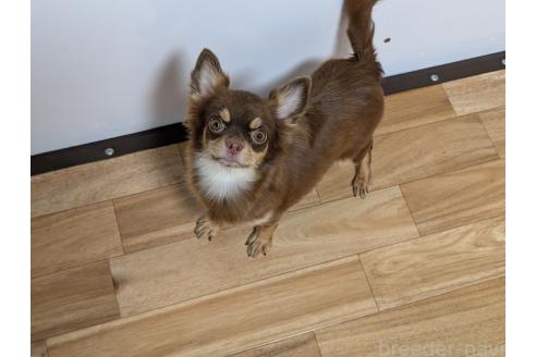 キナコちゃん1枚目