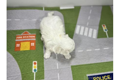 成約済の愛知県のマルチーズ-358579の5枚目
