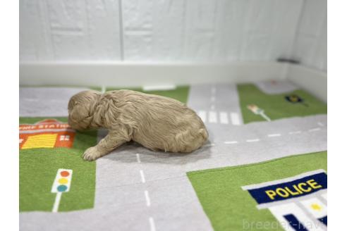 成約済の愛知県のマルプー:マルチーズ×トイプードル-358580の6枚目
