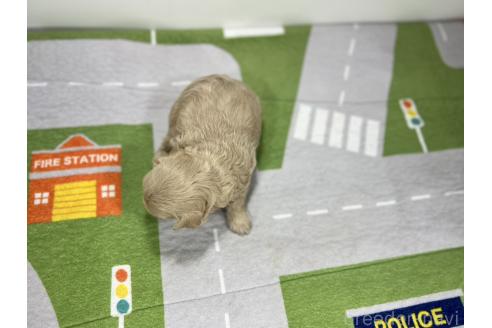 成約済の愛知県のマルプー:マルチーズ×トイプードル-358580の5枚目