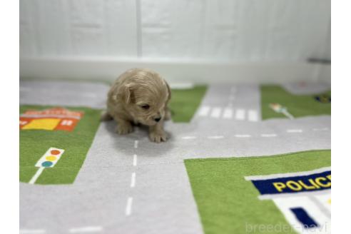成約済の愛知県のマルプー:マルチーズ×トイプードル-358580の4枚目