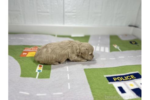 成約済の愛知県のマルプー:マルチーズ×トイプードル-358580の2枚目