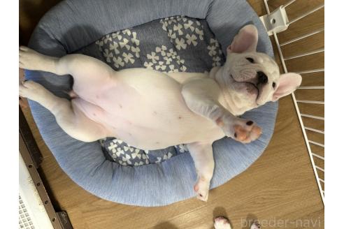 成約済の埼玉県のフレンチブルドッグ-358786の3枚目